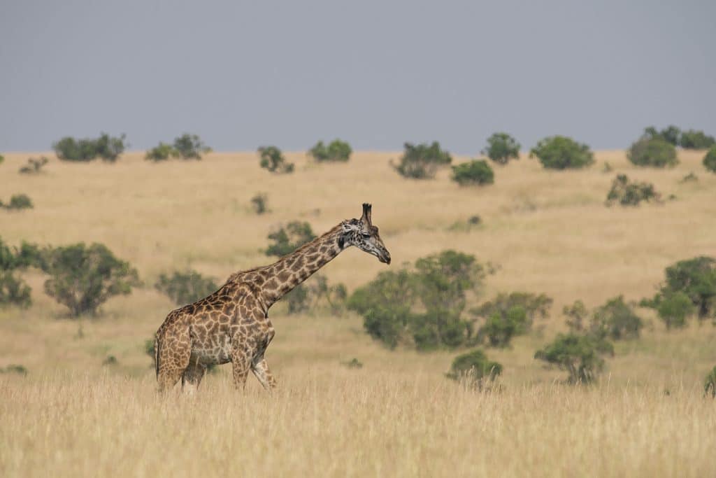 giraffe spotted while doing lunch during tanzania tour packages