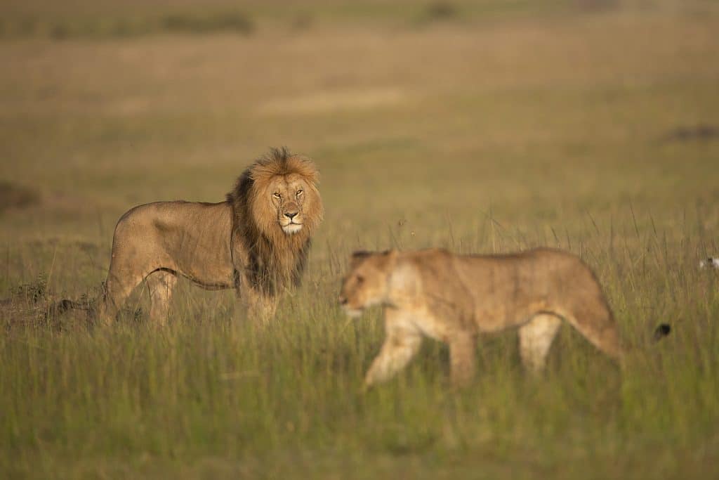 Majestic male lion and lioness in Tanzania's wilderness – Explore the beauty with our luxury safaris.