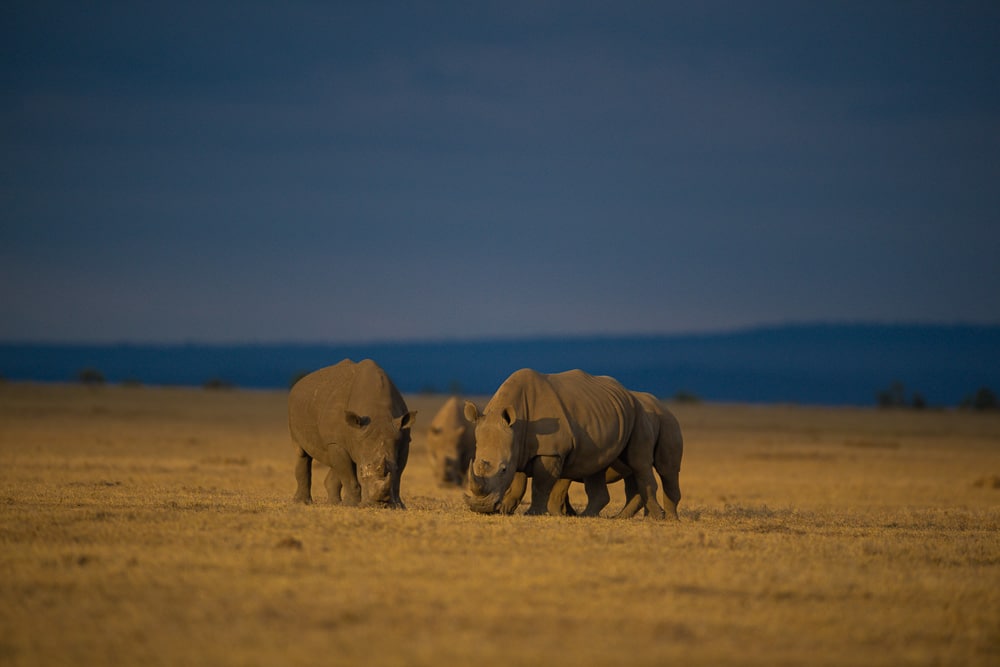 Ol Pejeta, Luxury Kenya Safari Itinerary