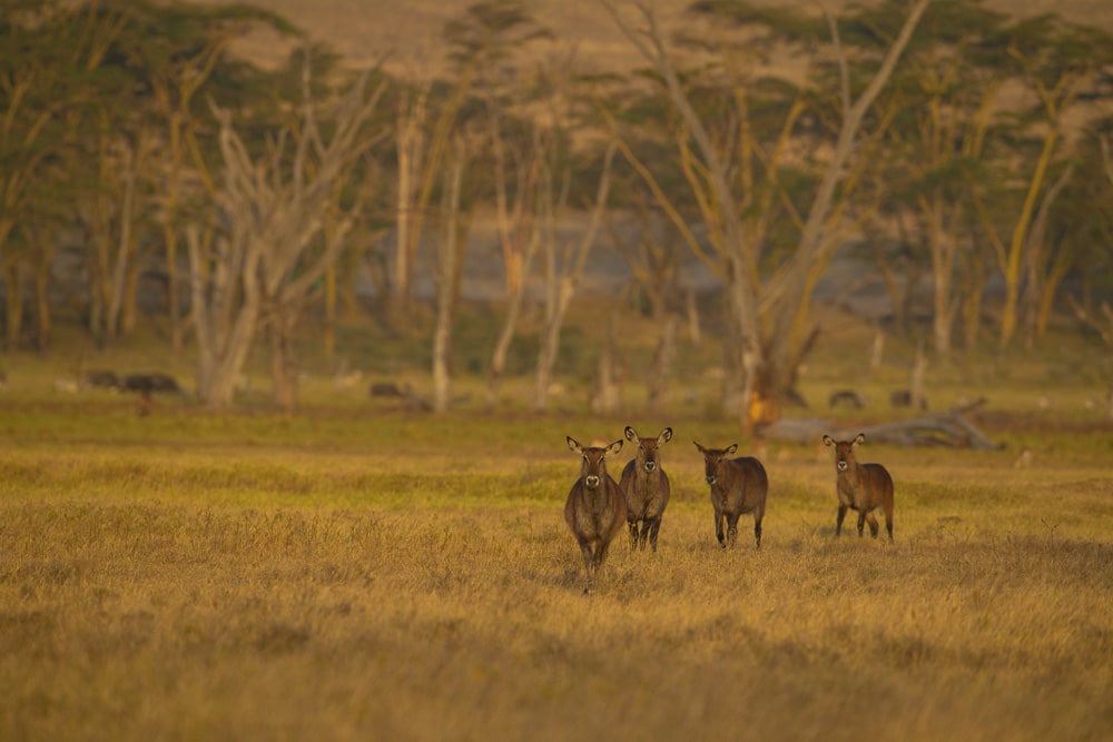 Lake Nakuru National Park, Luxury Kenya Safari Itineraries