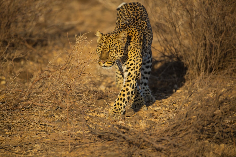 Samburu National Park, Luxury Kenya Safari Itinerary