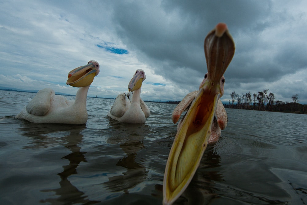 visit Lake Naivasha in your kenya tour packages