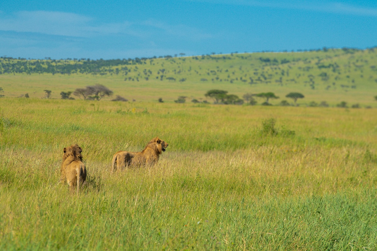 Nature at its finest: Two lions gracefully navigating the Ngorongoro Crater.