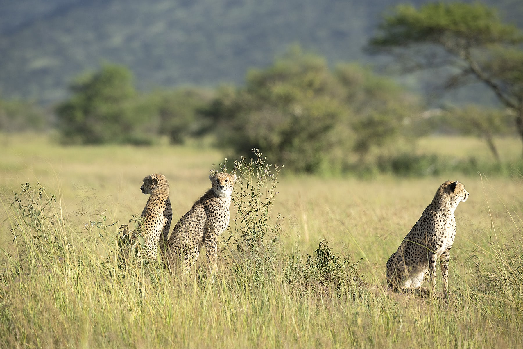 Experience the grace of three watchful cheetahs in the mesmerizing Serengeti National Park.