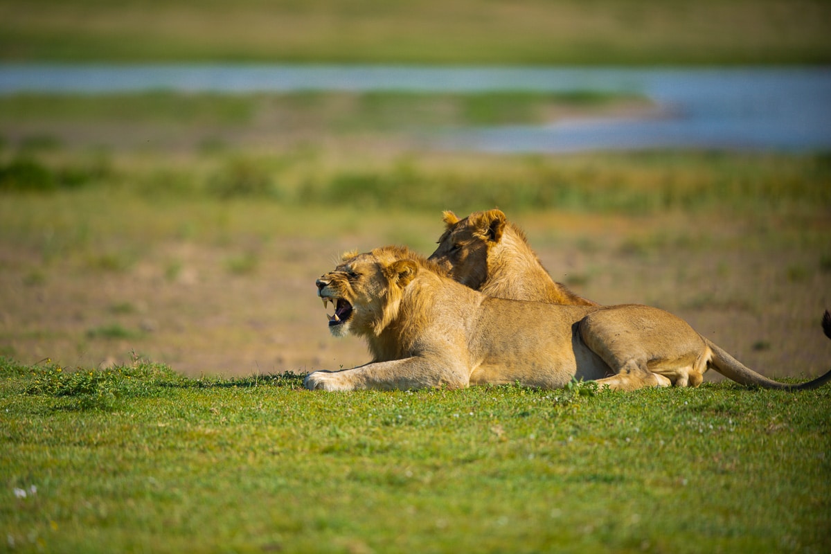 The splendor of Tanzanian wildlife as two lions grace the landscape of Lake Manyara National Park, during a safari adventure.