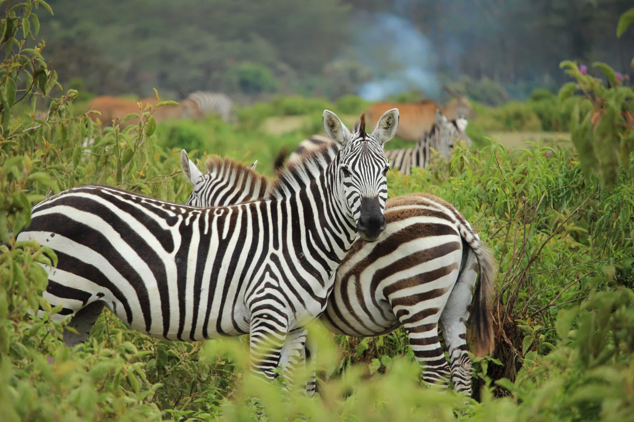 visit Mount Longonot during your Kenya Tour Packages