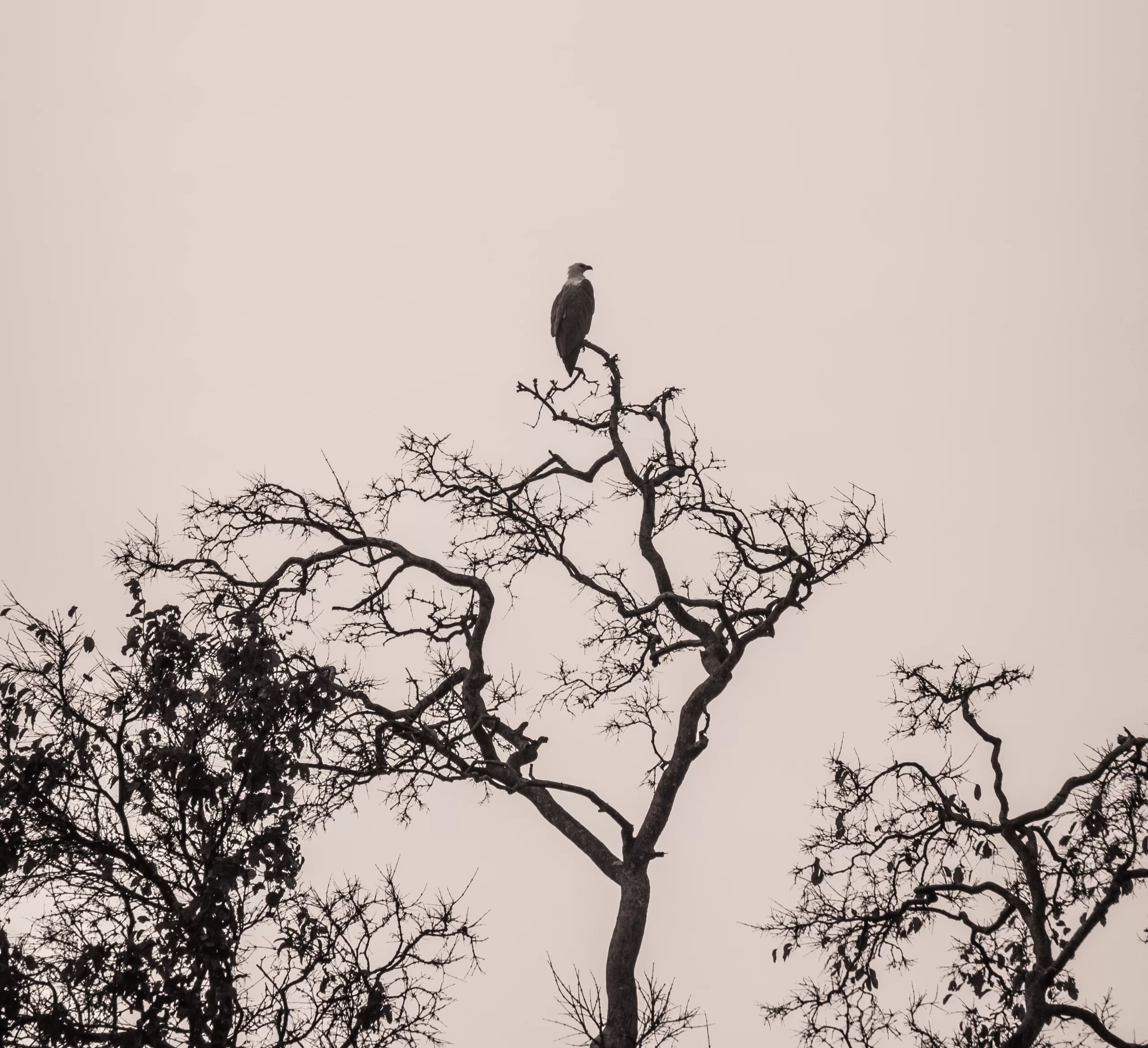 bird watching in kalpitiya