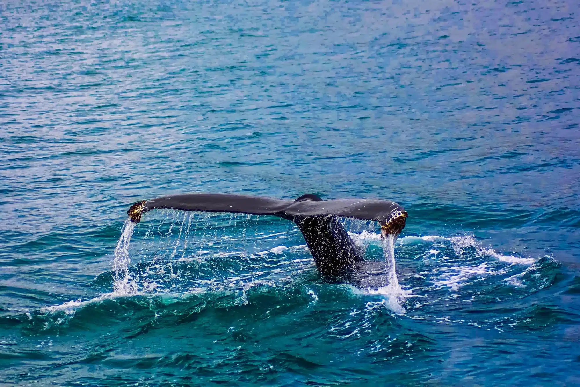 Whales and Dolphins in Mirissa 
