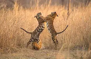 tiger-safaris