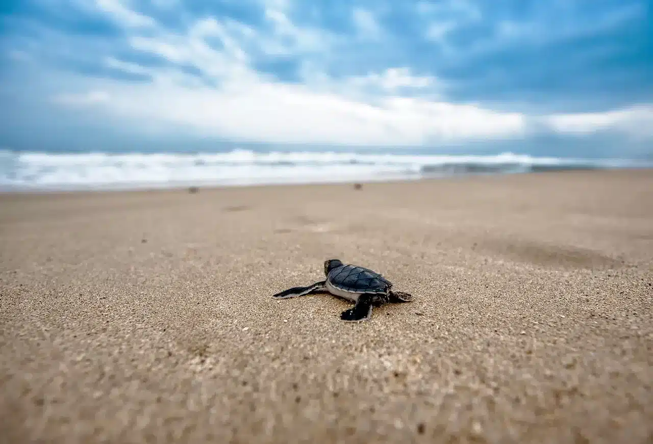 Sea Turtle Watching at Rekawa 