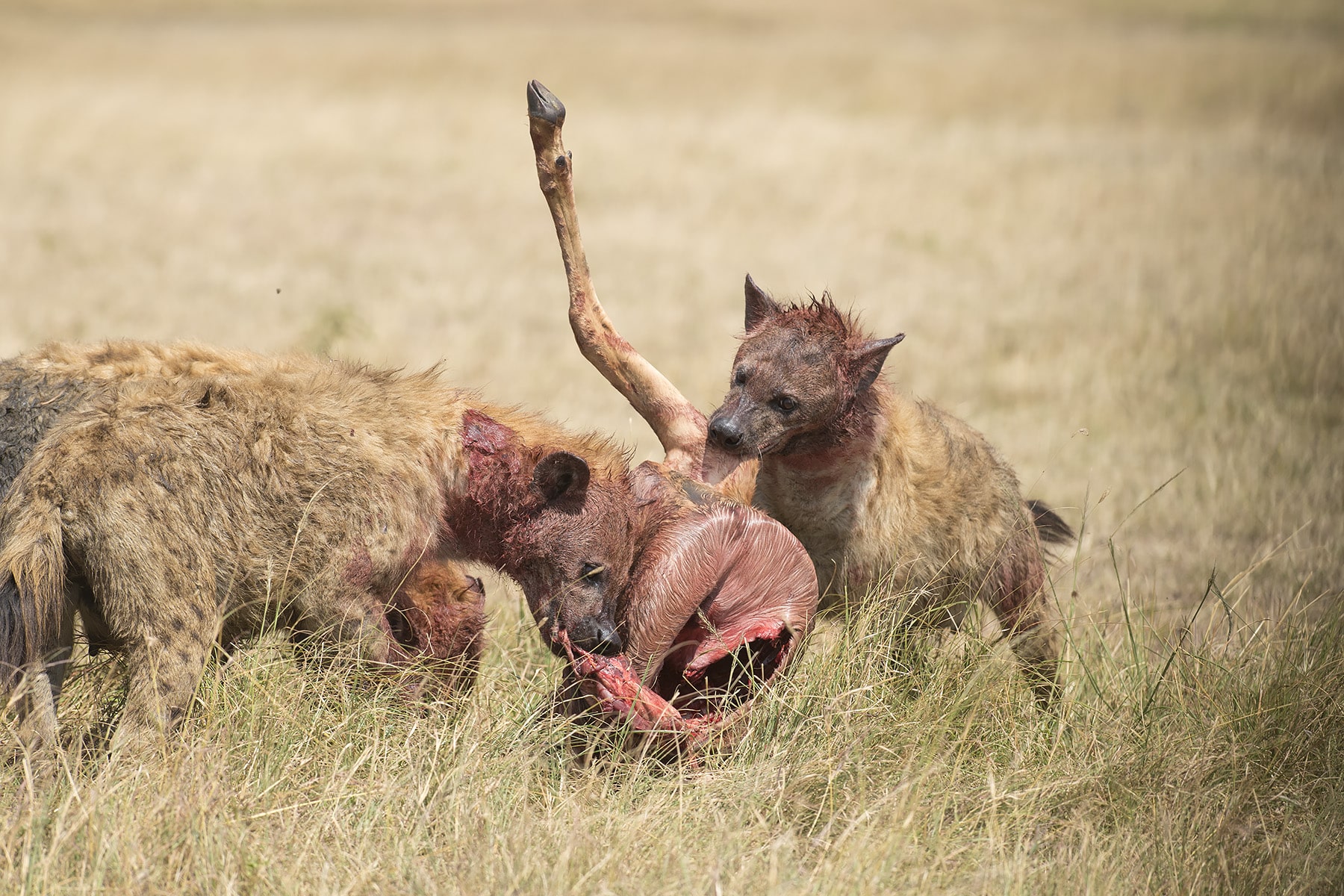 luxury kenya safari itinerary