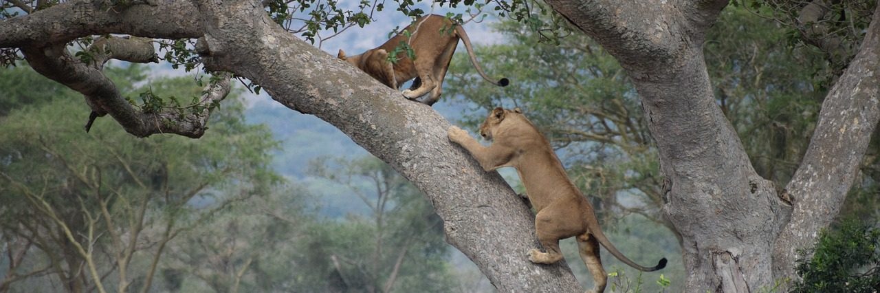 Where to See Tree-Climbing Lions in Africa