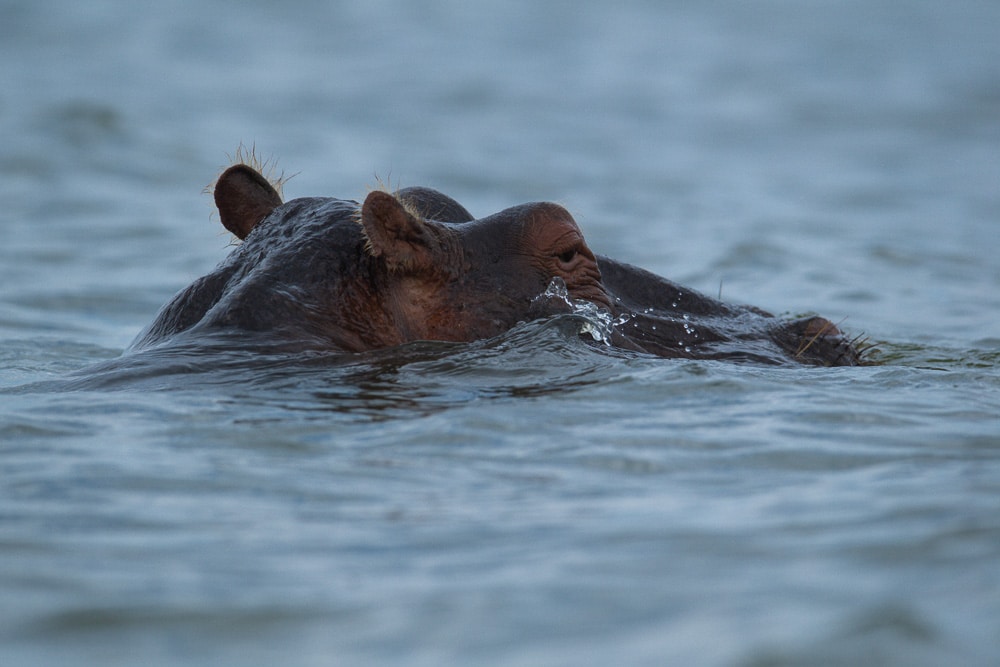 Lake Naivasha's hippos create a tranquil spectacle, inviting travelers to blend the thrill of an African safari with travel tips, enhancing the exploration of this unique wildlife haven.