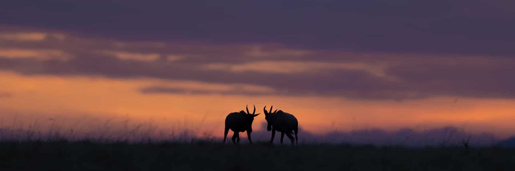 African Safari