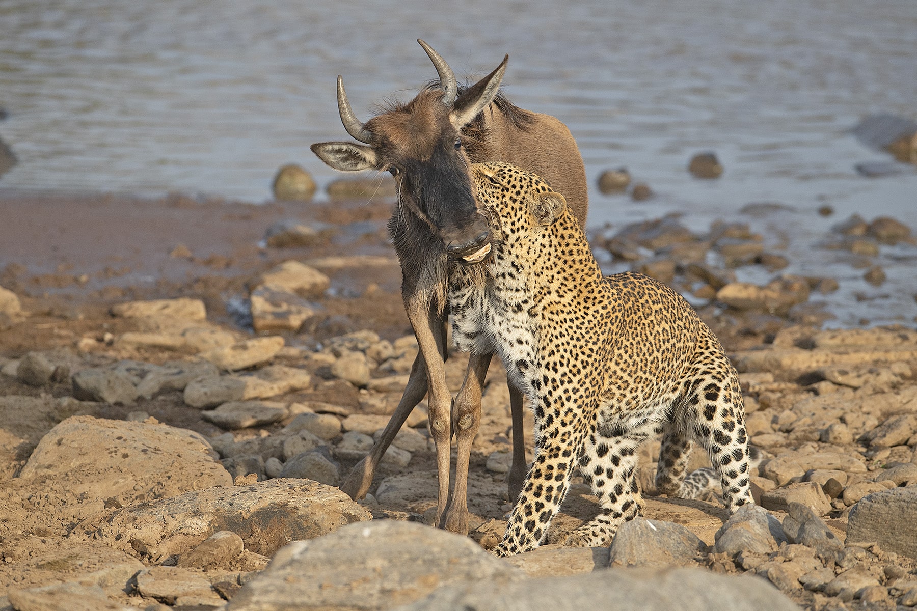 Leopard attack on wildebeest during the wildebeests migration