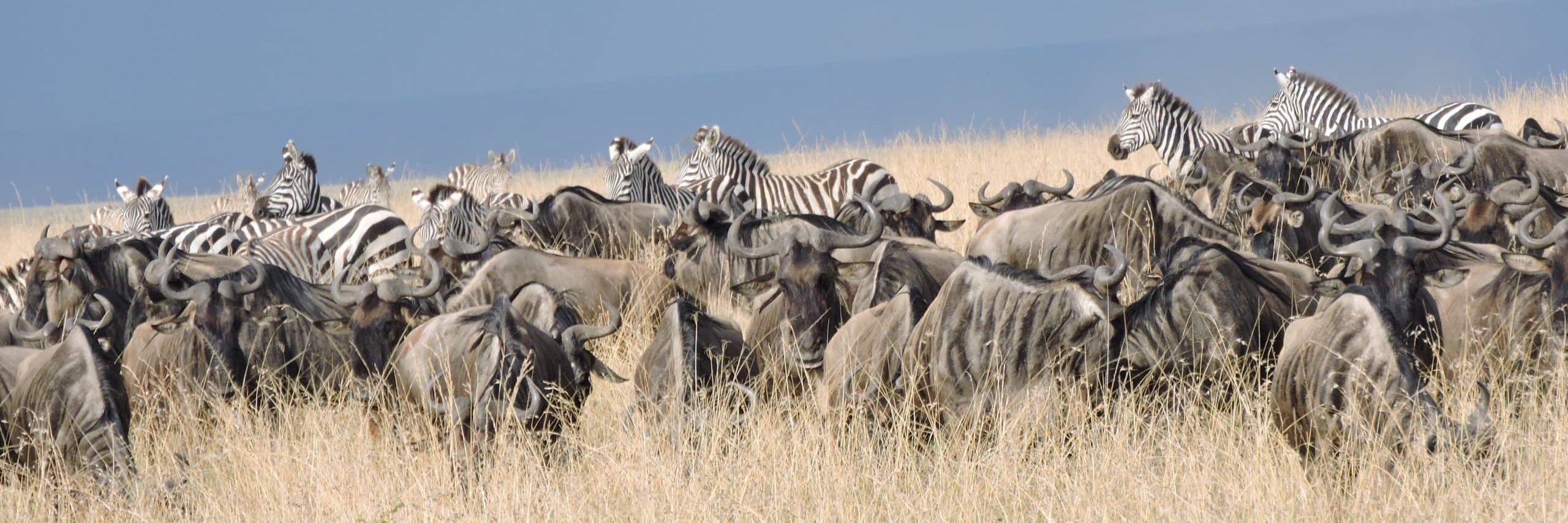 witness migration in kenya