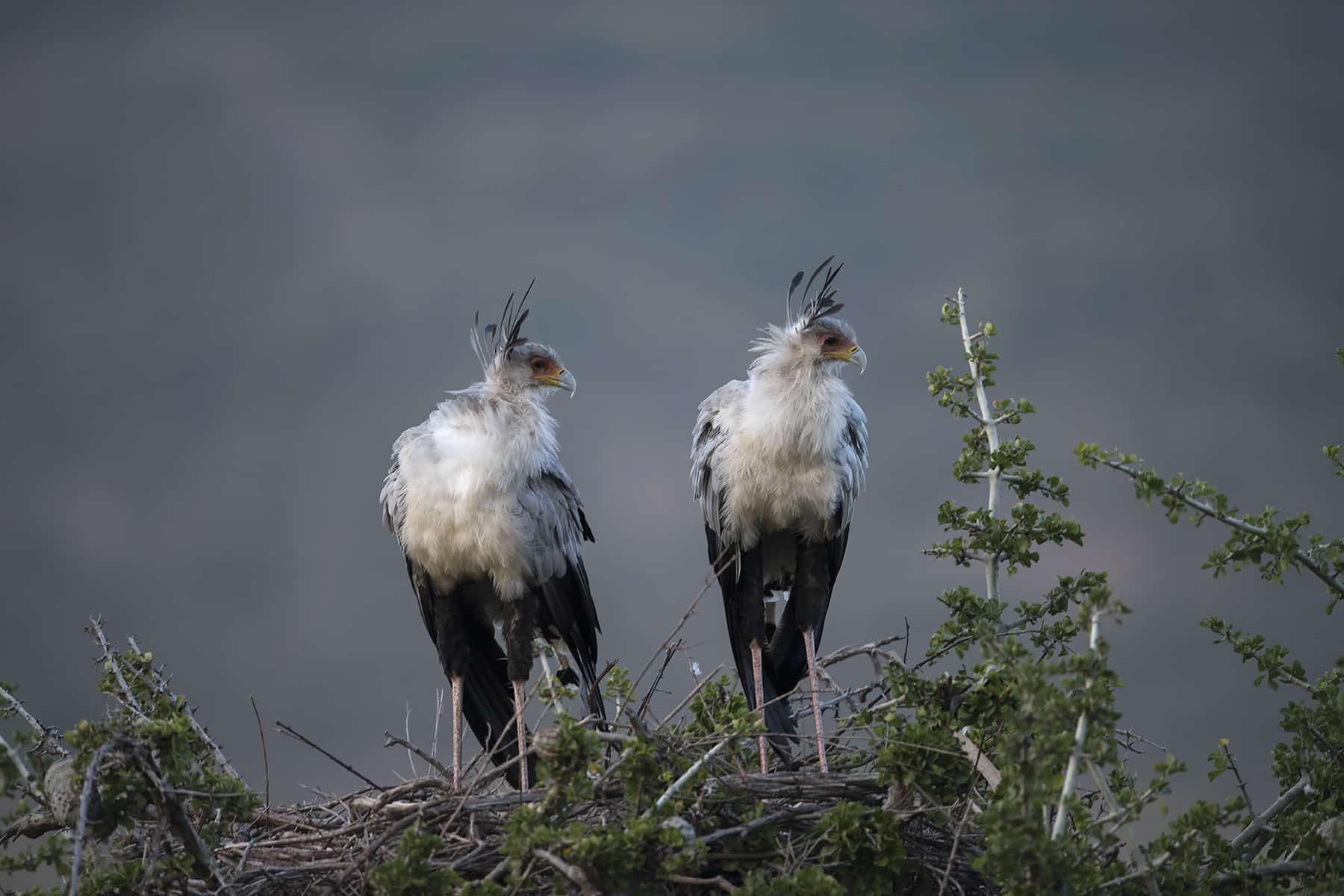 Two majestic Secretarybirds perched on a branch, overlooking the Kenyan savannah during a thrilling safari adventure.