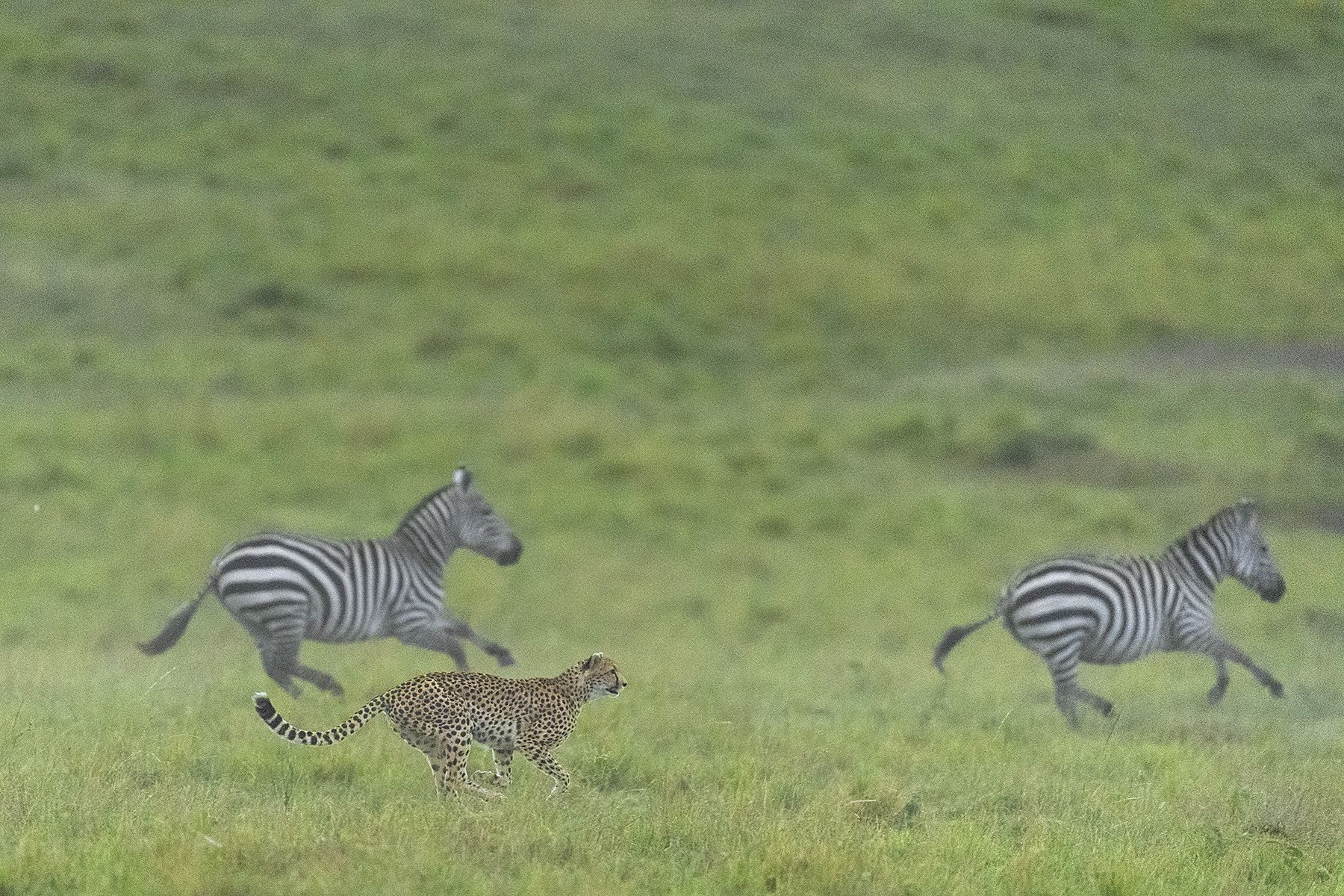 cheetah chasing zebras, one of a thrilling experiences that takes during kenya migration safari