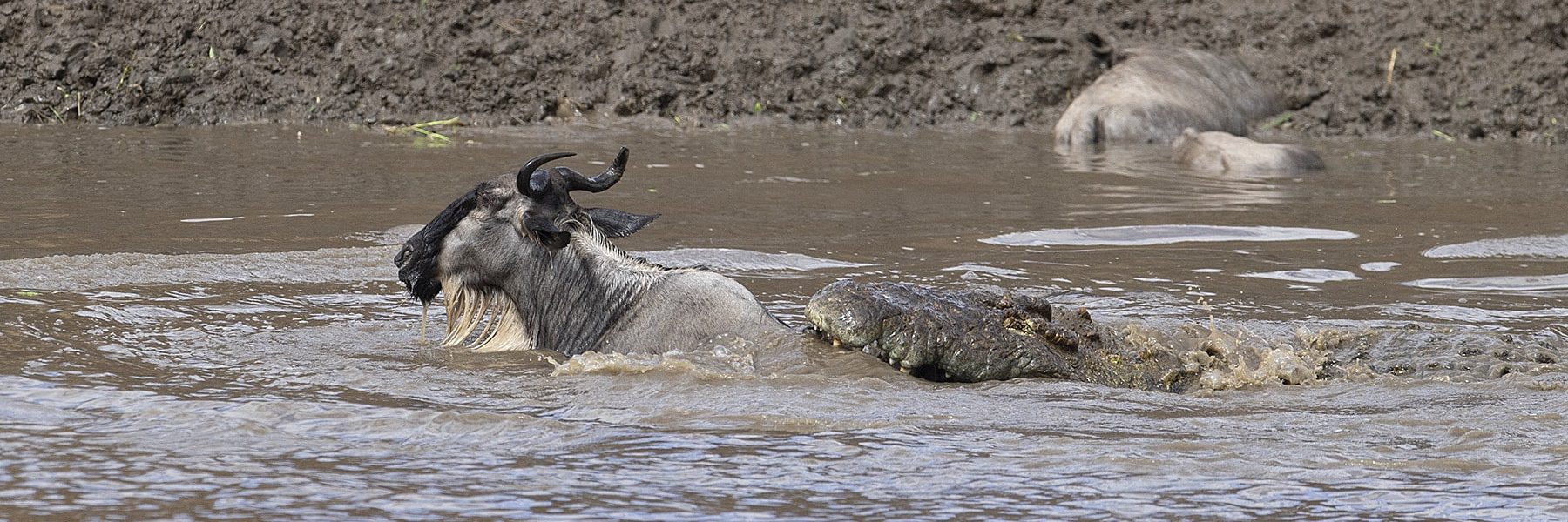 kenya migration safaris