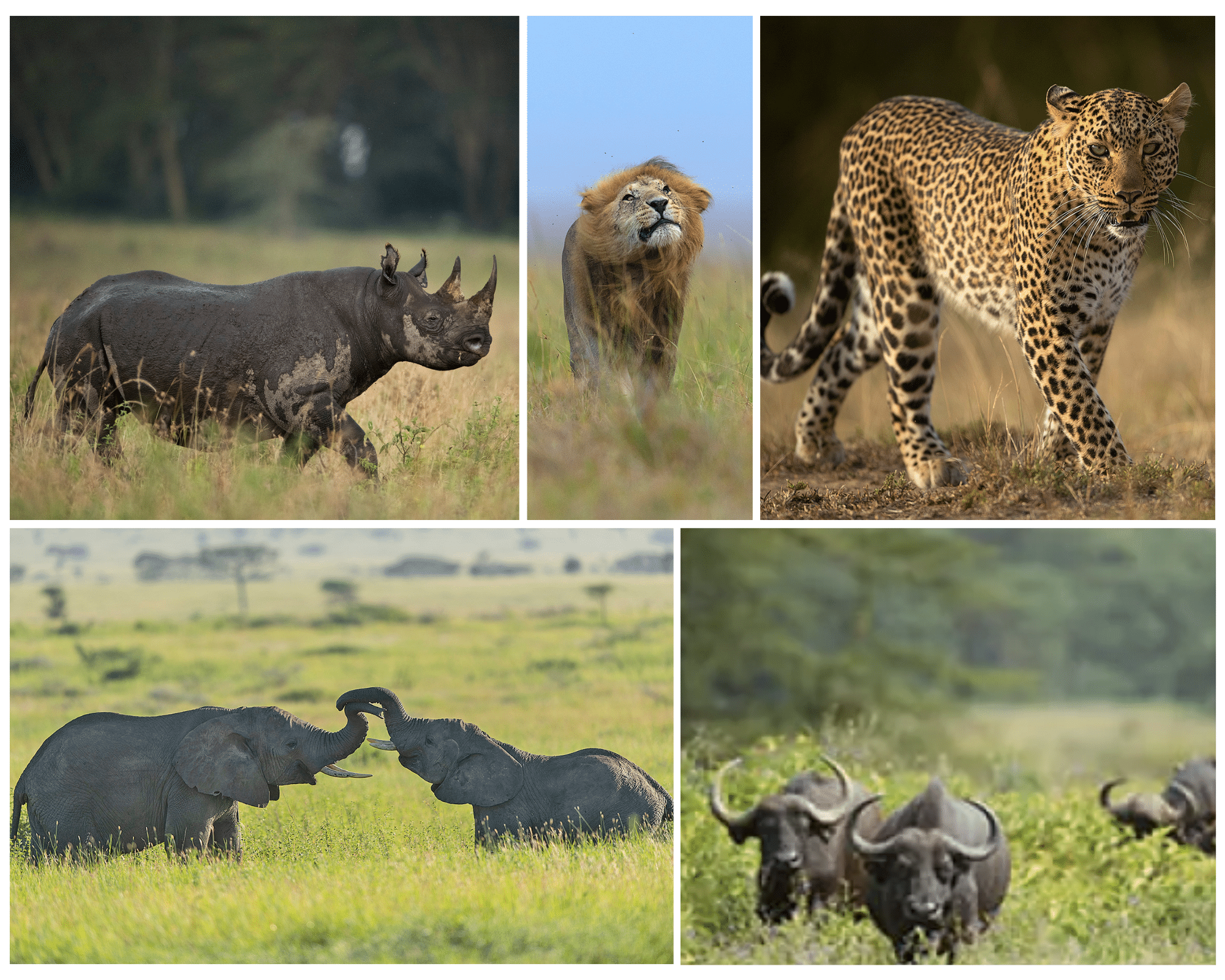 Kenya offers more than just the iconic migration experience; it's also home to the renowned Big 5, a must-see on any safari adventure.