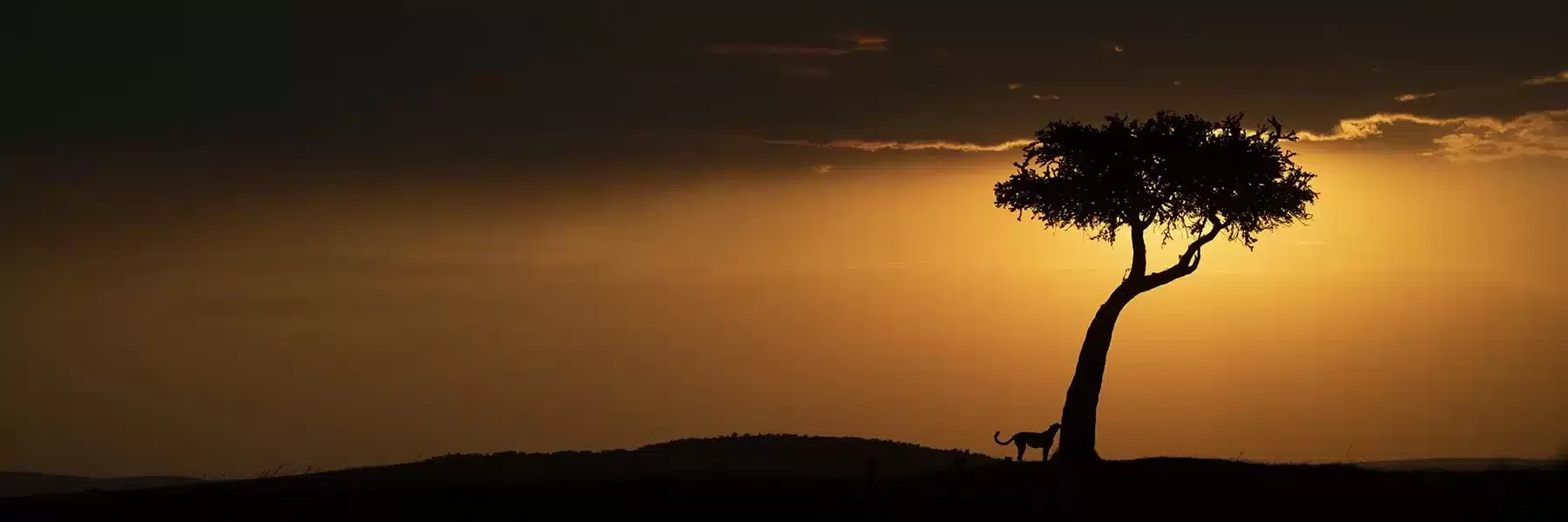 Discovering the Night Wildlife of Masai Mara