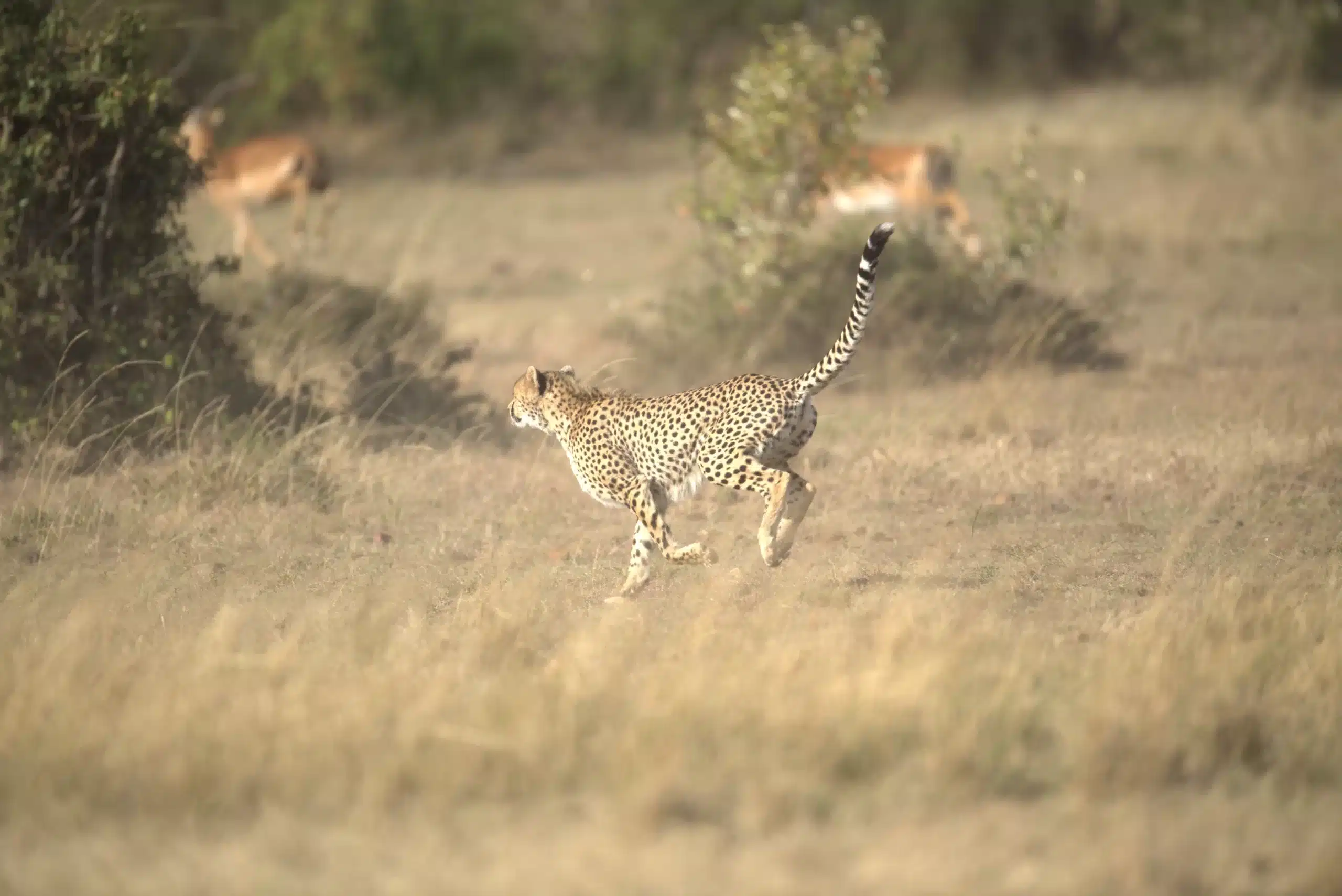 Poised for action, a cheetah's sleek physique embodies the epitome of speed and agility.