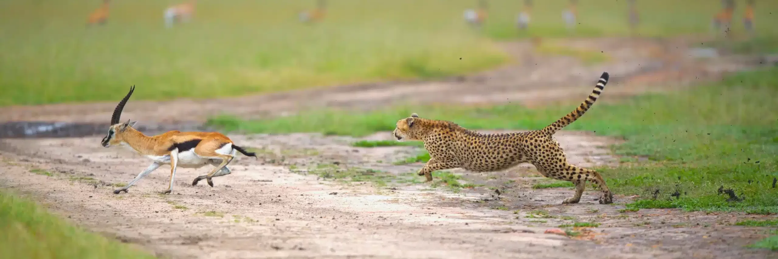 How Do Cheetahs Run so Fast