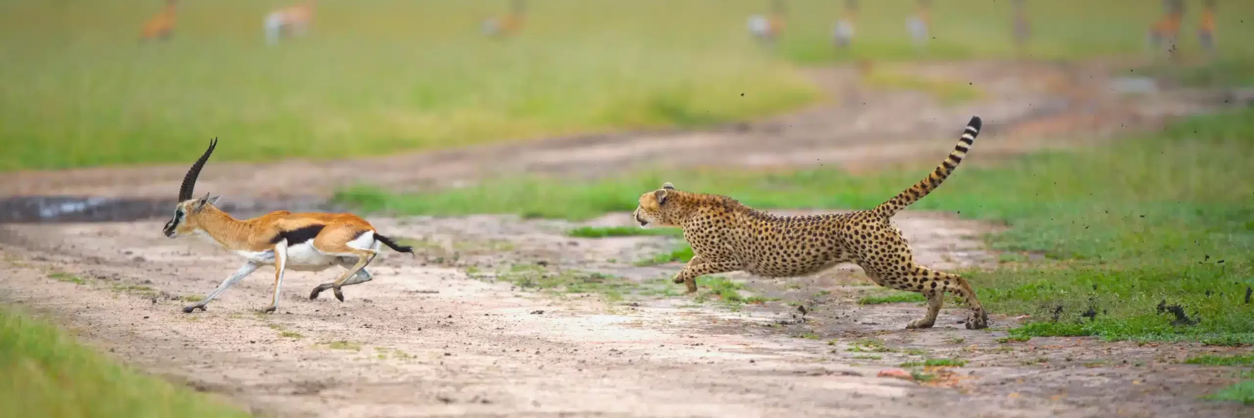 cheetahs are the undisputed champions of running on land, their remarkable speed setting them apart as nature's ultimate sprinters