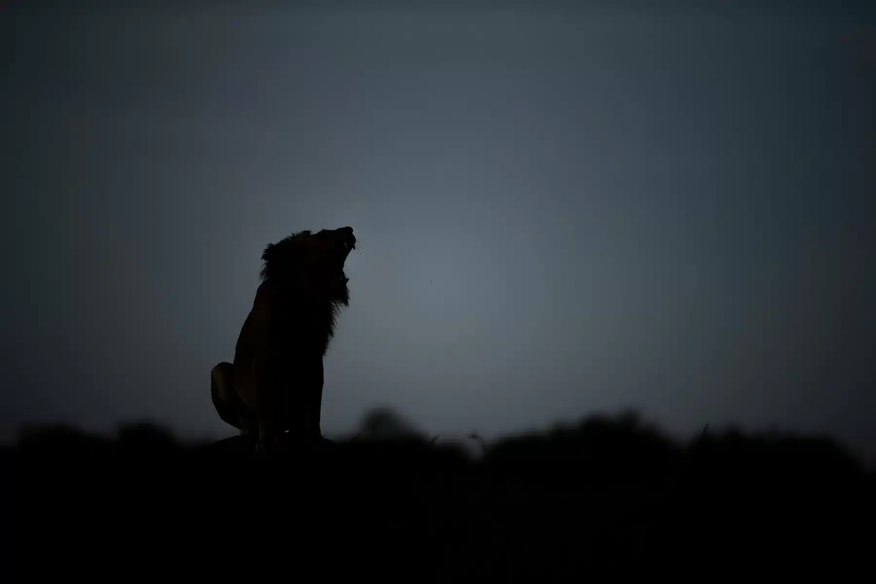 A captivating night shot in Masai Mara, showcasing the enchanting beauty of nocturnal wildlife in Masai Mara under the african sky.