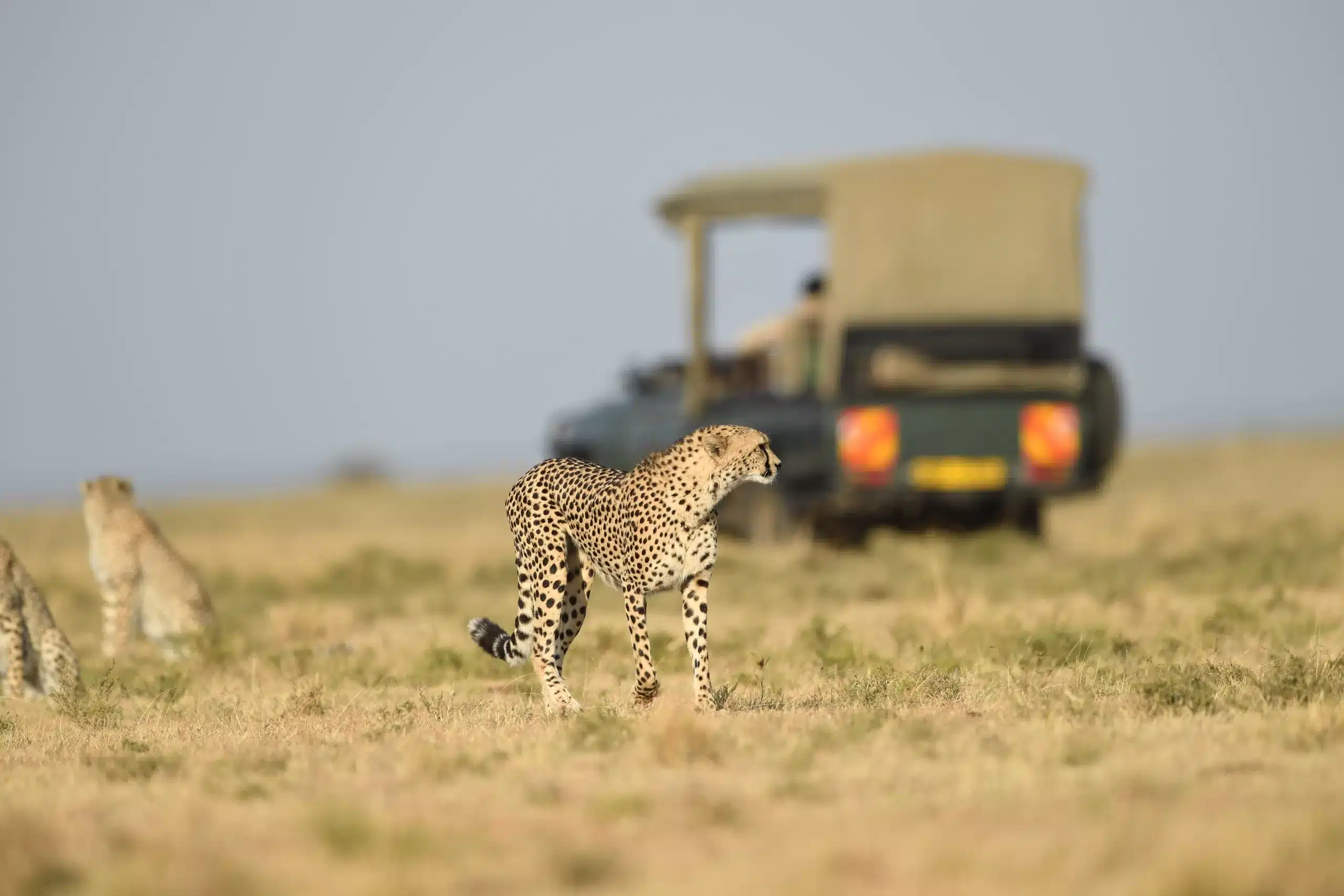 Wildlife in their natural habitat during an African safari