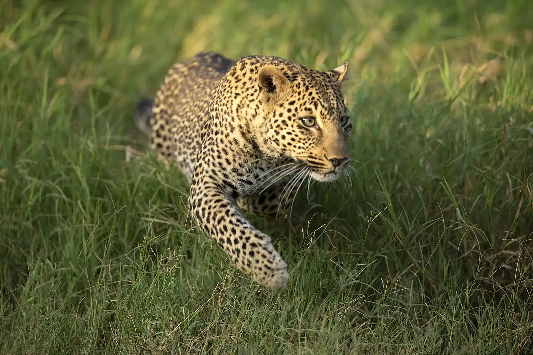 Majestic leopard roaming the savannah of Masai Mara, one of the famous destination for any African tour.