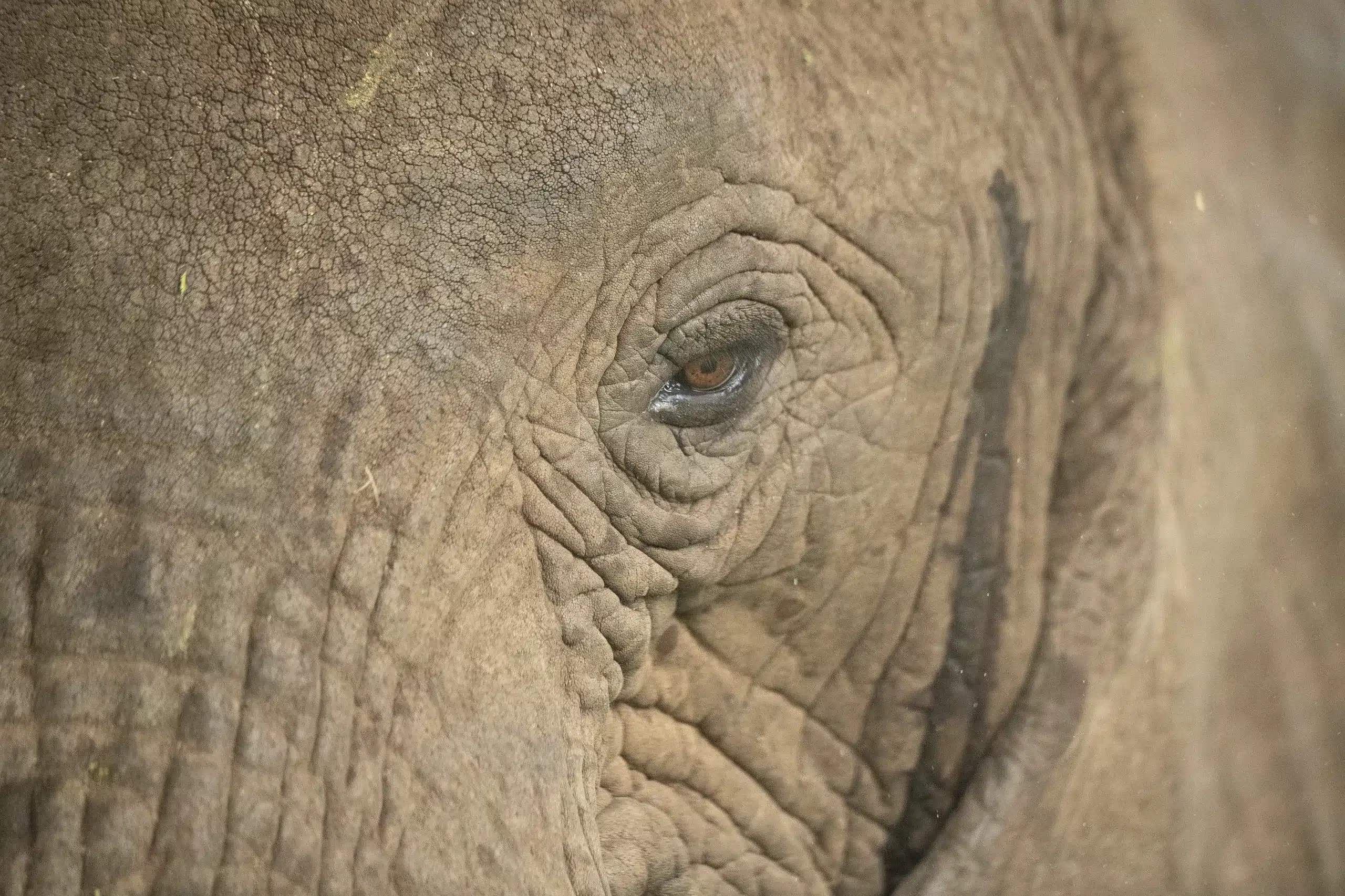 Incredible close-up of an elephant in Tanzania, showcasing the beauty of African wildlife