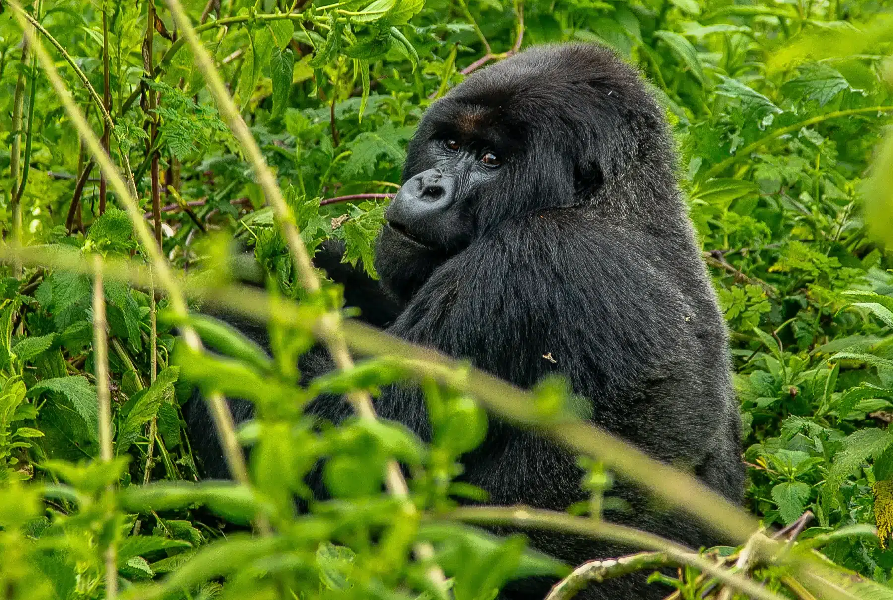 Observing endangered gorillas in Rwanda, a rare opportunity on Africa tours.