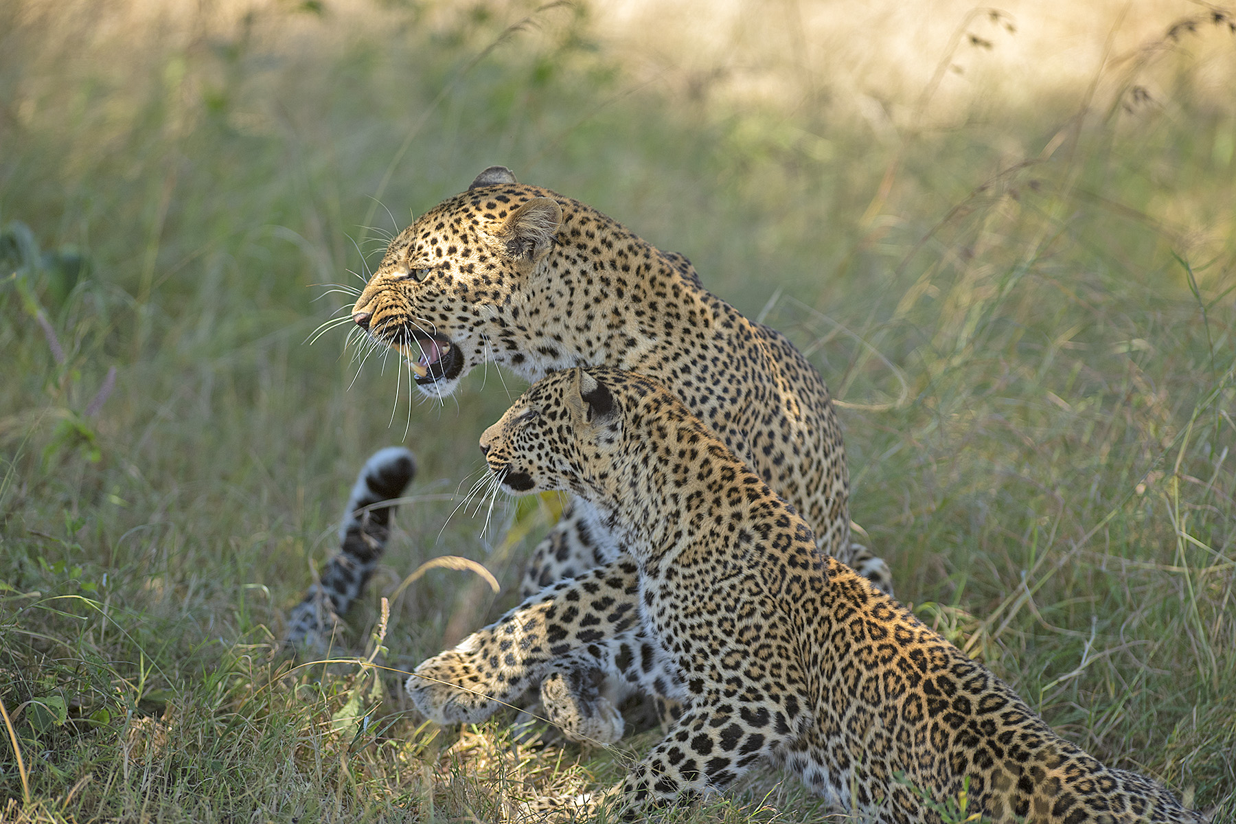 Masai Mara vs Serengeti wildlife safari