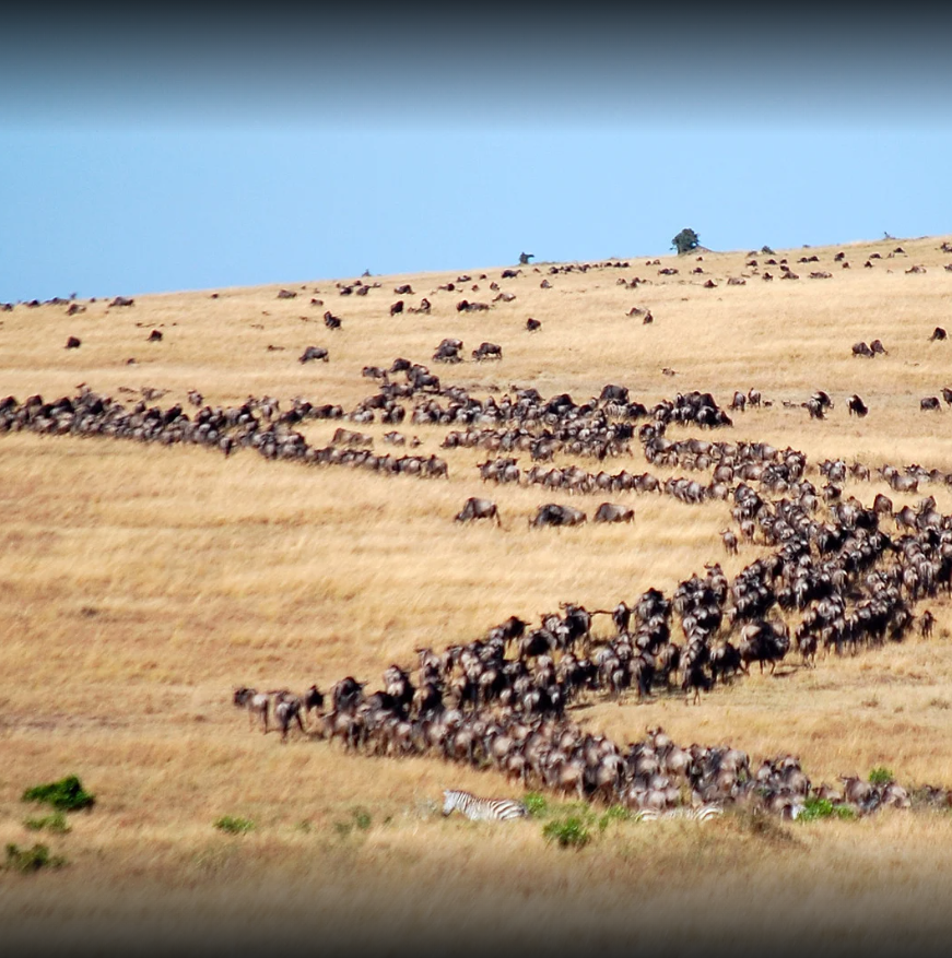 Wildlife spotting in Kenya safari guide