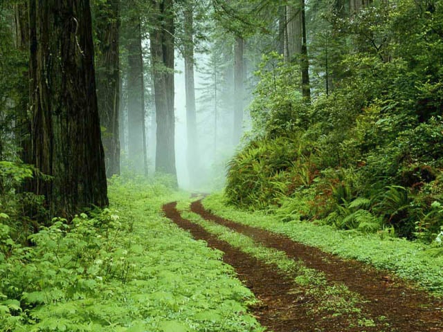 a muddy trail in the middle of foggy knysna forest, knysna, south africa