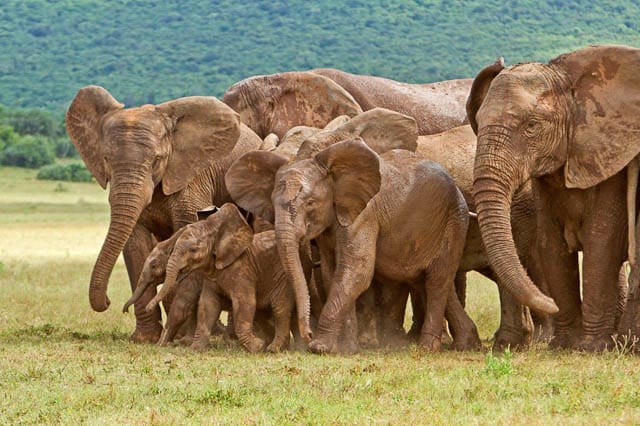 an elephant family in addo elephant national park near port elizabeth, south africa