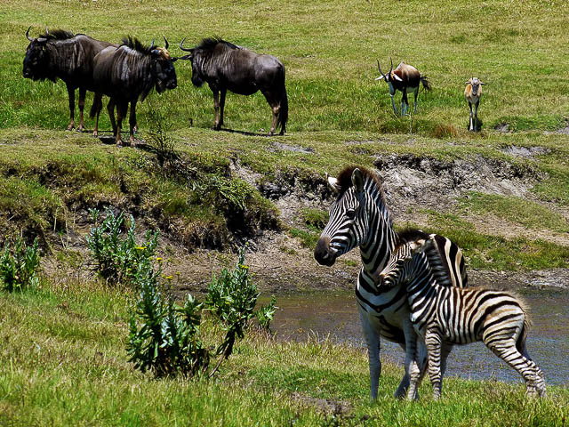 zebra and wildebeest near a watering hole in kragga kamma game park, south africa