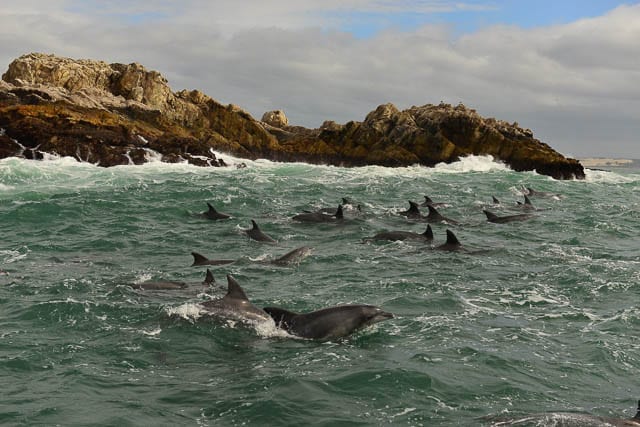 white dolphin swimming near st. croix island during whale dolphin and penguin island cruise in port elizabeth