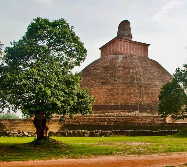 a big tree near abhayagiri stupa in anuradhapura, sri lanka