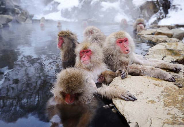monkeys enjoying hot spring water in jigokudani monkey park in yamanouchi, japan