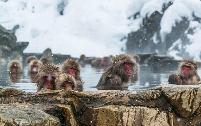 snow monkeys bathing at hot springs of jigokudani monkey park in yamanouchi, japan
