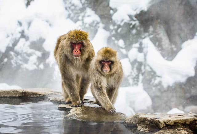 japanese macaques on rocks near the hot springs in jigokudani monkey park in yamanouchi, japan