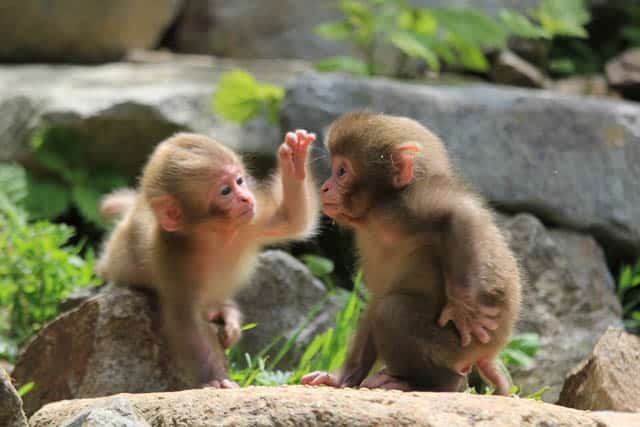 snow monkey babies playing in jigokudani monkey park in yamanouchi, japan