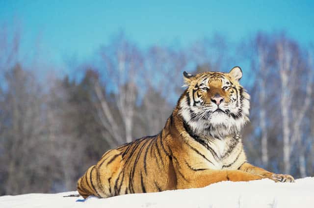 siberian tiger on snow in the jungles of siberia