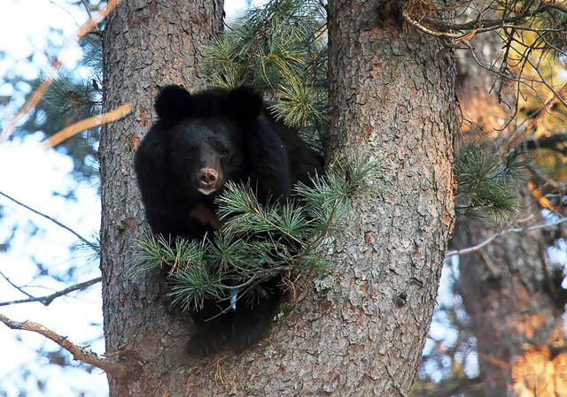 an asian black bear on a tree in the jungles of siberia