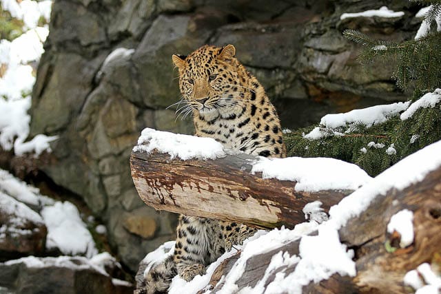 the amur leopard or snow leopard waiting for its prey in the jungles of siberia