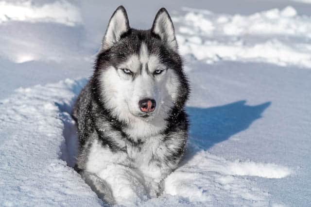 winter portrait of siberian husky dog on snow with blue eyes