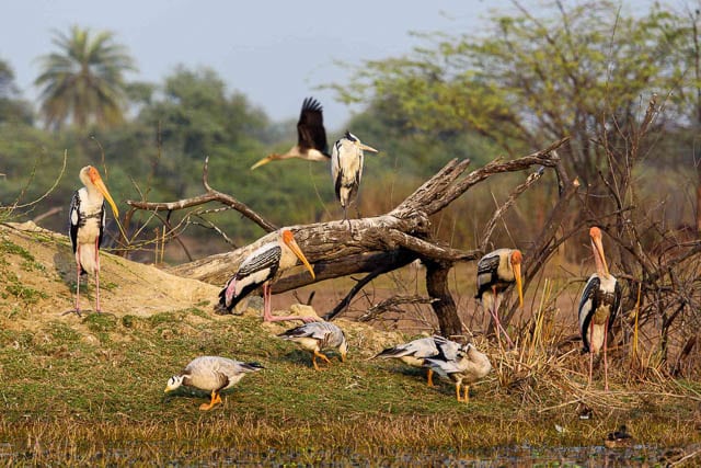 birds in kumarakom bird sanctuary, kerala